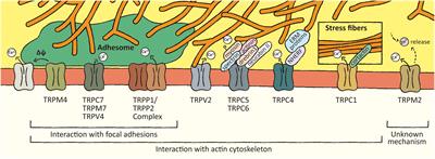 A TR(i)P to Cell Migration: New Roles of TRP Channels in Mechanotransduction and Cancer